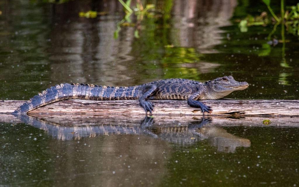 Small alligator on a log