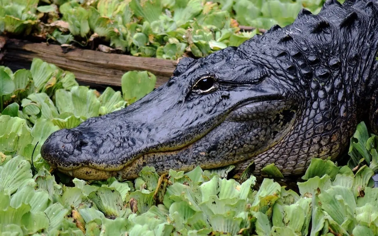 Alligator – Animals you see in the 10,000 Islands