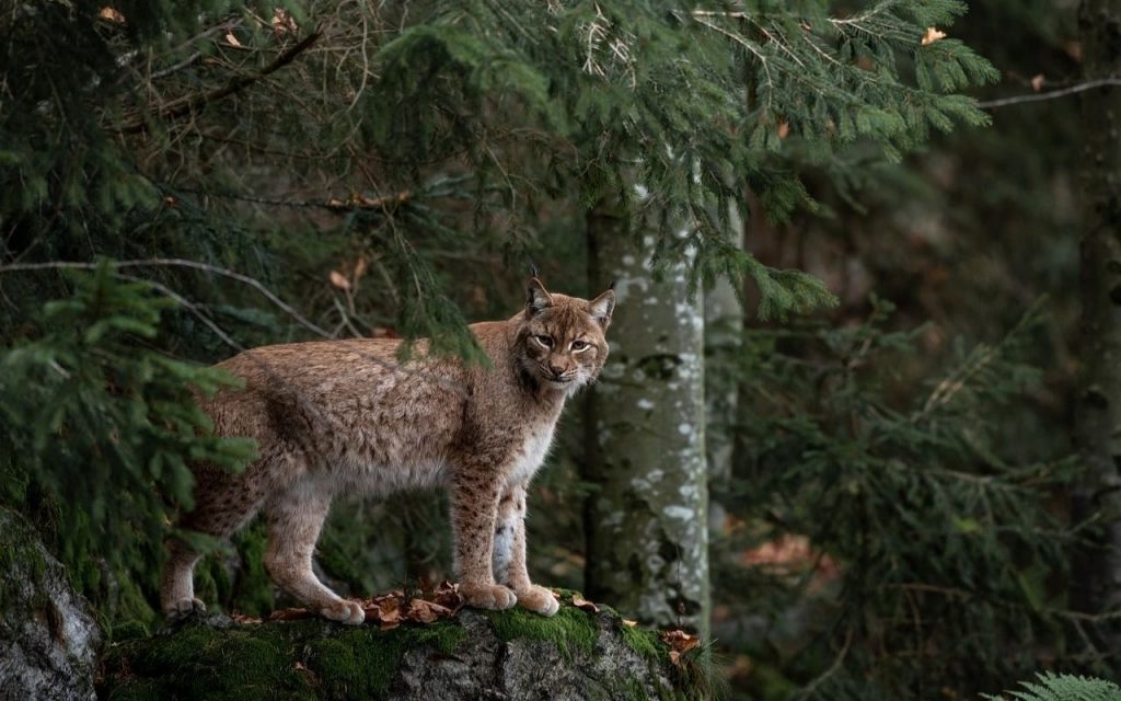 Bobcat in a mossy forest 