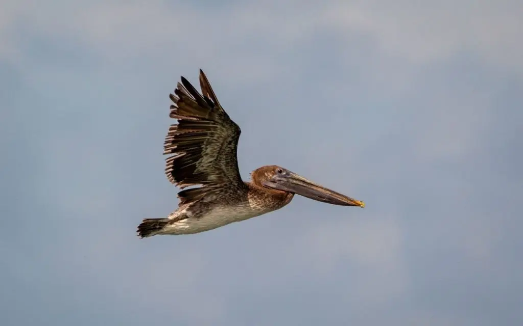 Brown pelican in the sky