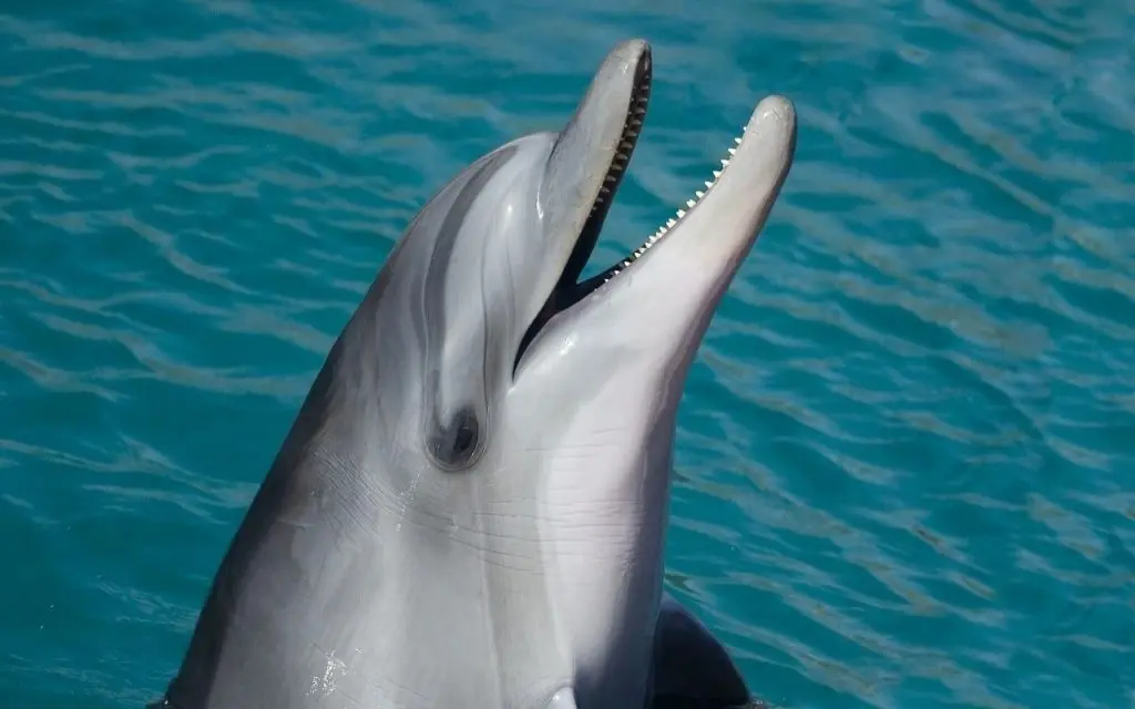 Dolphin at surface of water