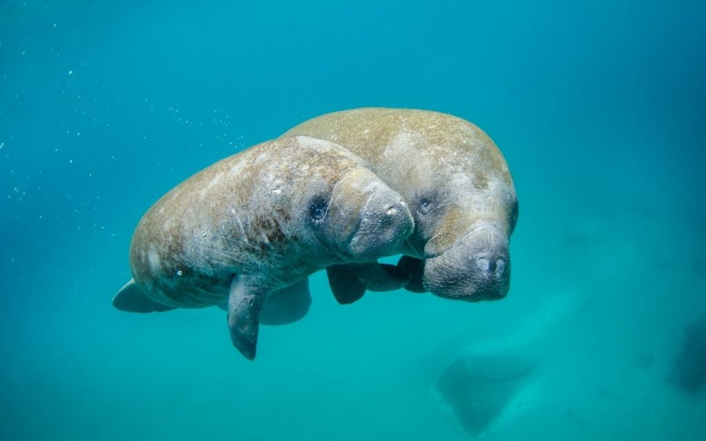 Two manatees in the water