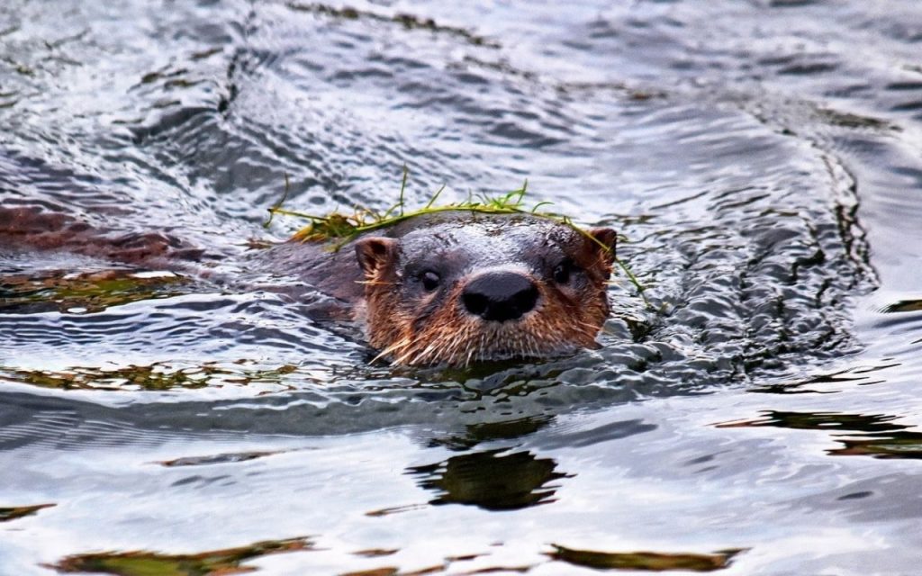 River otter swimming through water