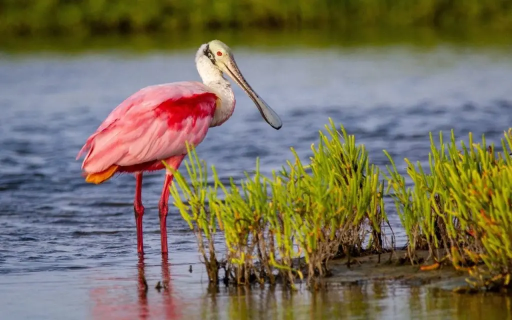 Spoonbill in the water