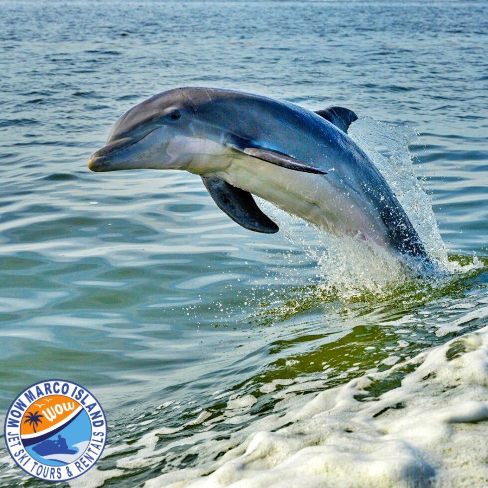 Boater Safety Course WOW! Marco Island Jet Ski Tours & Rentals