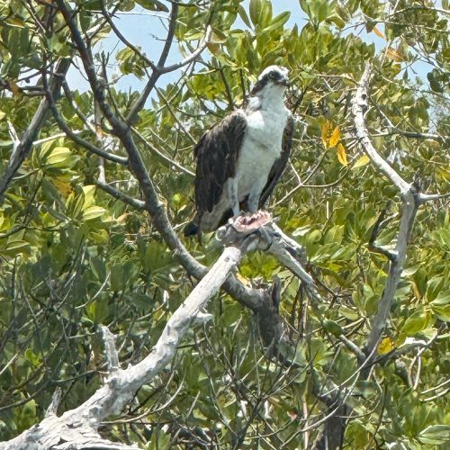 Eagle seen on Jet Ski tour WOW Marco Island