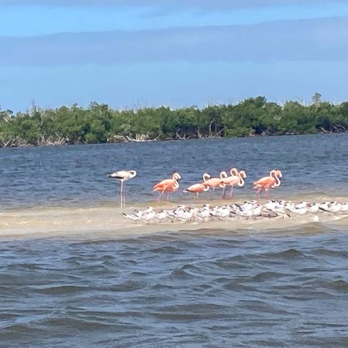 Flamingos seen on WOW Marco Island Jet Ski Tours